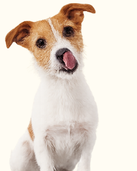 Curious dog